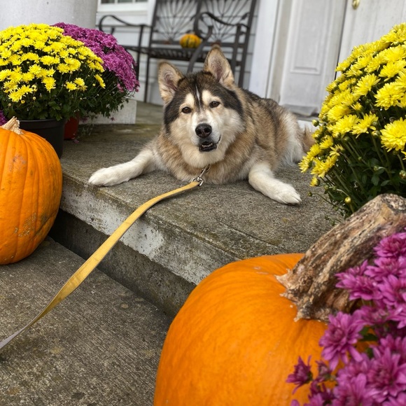 Meet your Posher, Maggie lynn - Picture 2 of 2